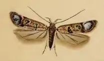 Mirificarma maculatella