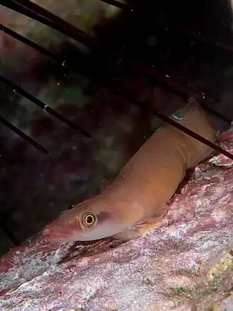 Lepadichthys frenatus