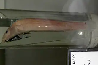 Noord-Aziatische modderkruiper