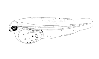 Microchirus theophila