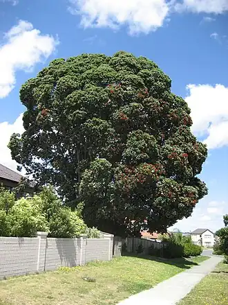 Metrosideros kermadecensis