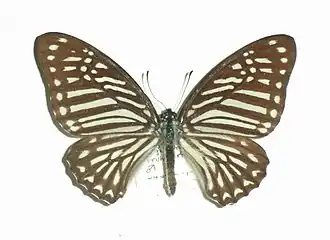 Graphium megarus