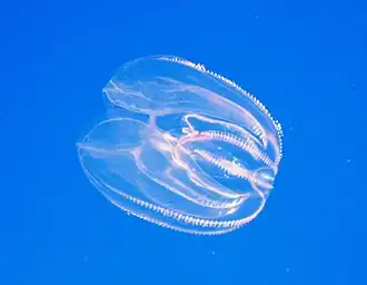 Amerikaanse langlob-ribkwal