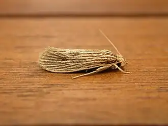 Moerarchis hypomacra