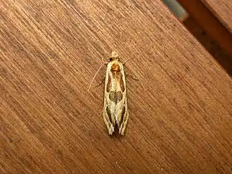 Moerarchis placomorpha