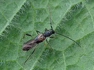 Loofkortschildboktor