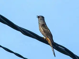 Molukse struikkoekoek