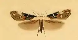 Bonte wilgenroosjesmot