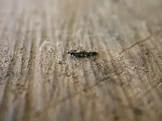 Tweekleurige wilgenroosjesmot