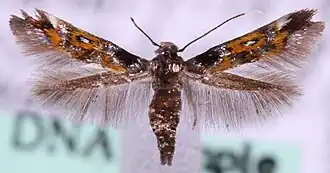 Kleine heksenkruidmot