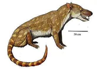 Mongolonyx robustus
