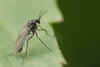 Monocentrota lundstroemi