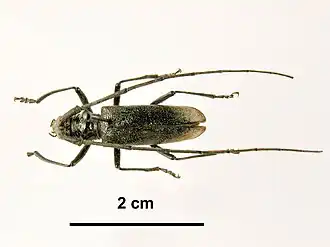 Noordelijke geelschildboktor