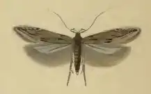 Lichte boegsprietmot