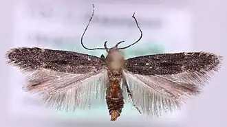 Zandplaatboegsprietmot