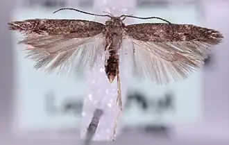 Monochroa rumicetella