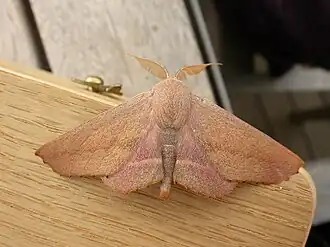 Monoctenia smerintharia