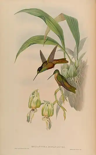 Goudbuikincakolibrie