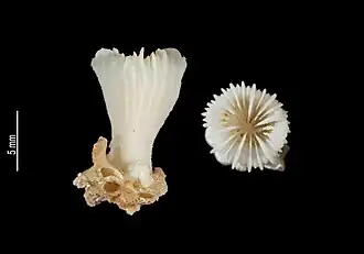 Monohedotrochus epithecatus