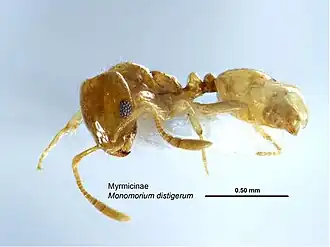 Monomorium disetigerum