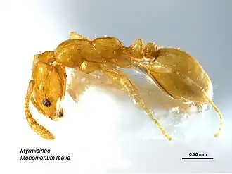 Monomorium laeve