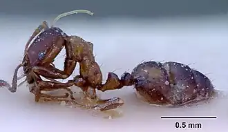 Monomorium springvalense