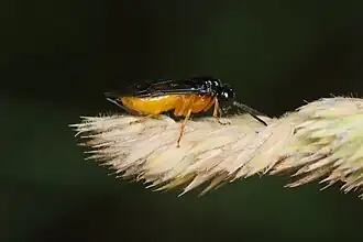 Monophadnus spinolae