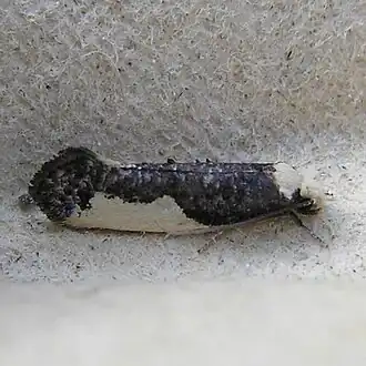 Monopis monachellaZustermot