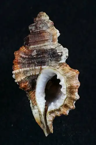 Monoplex durbanensis
