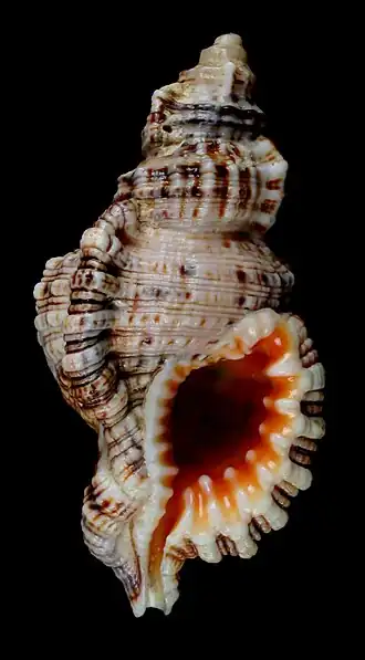 Monoplex nicobaricus