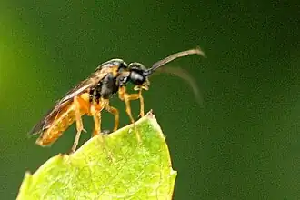 Monostegia abdominalis