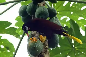 Montezuma oropendola
