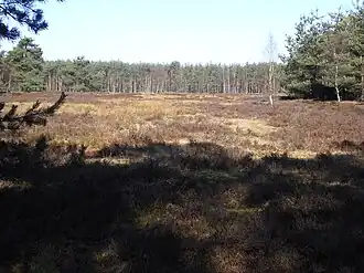 Natuurgebied Moosheide