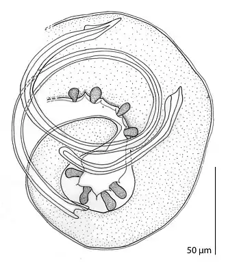 Staarteind van een mannelijke Moravecnema segonzaci met twee spicula van ongelijke lengte.