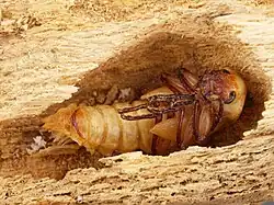 Exarate pop van moriokever