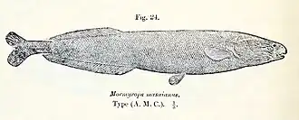 Mormyrops masuianus