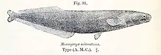 Mormyrops microstoma