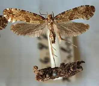 Morophaga choragellaElfenbankjesmot