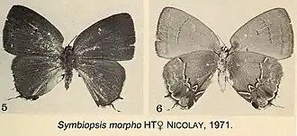 Symbiopsis morpho