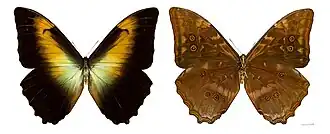 Morpho telemachus