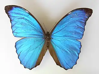 Morpho amathonte