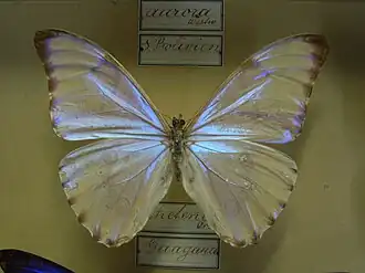 Morpho aurora