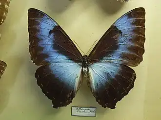 Morpho cisseis