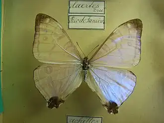 Morpho laertes