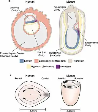 Morfologische verschillen tussen mens en muis
