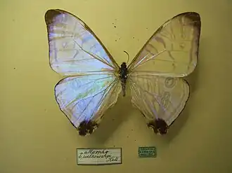 Morpho sulkowskyi