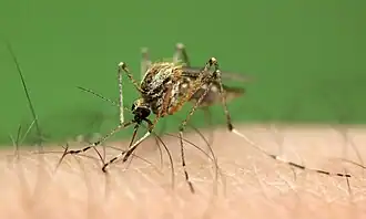 Ochlerotatus annulipes