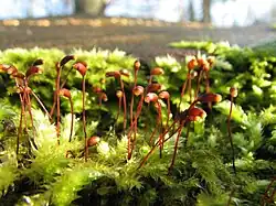 Sporenkapsels op papilleuze seta (kapselsteel)