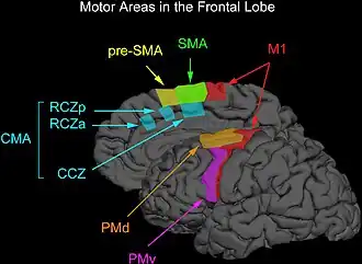 Supplementaire motorische schors (groen)