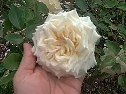 'Mrs. Dudley Cross' (Paul, 1907)